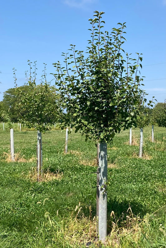 Wildlife Pear Trees in a row with Tree Pro Miracle Tubes around them