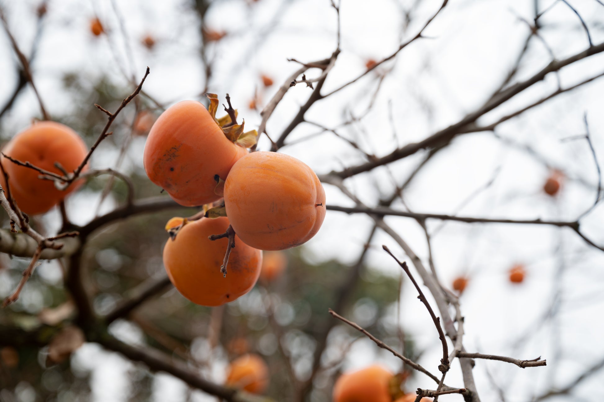Ripe Persimmons hanging from a tree.