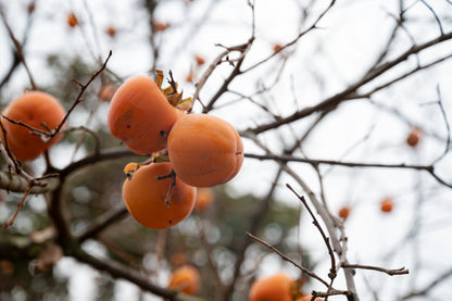 Ripe Persimmons hanging from a tree.