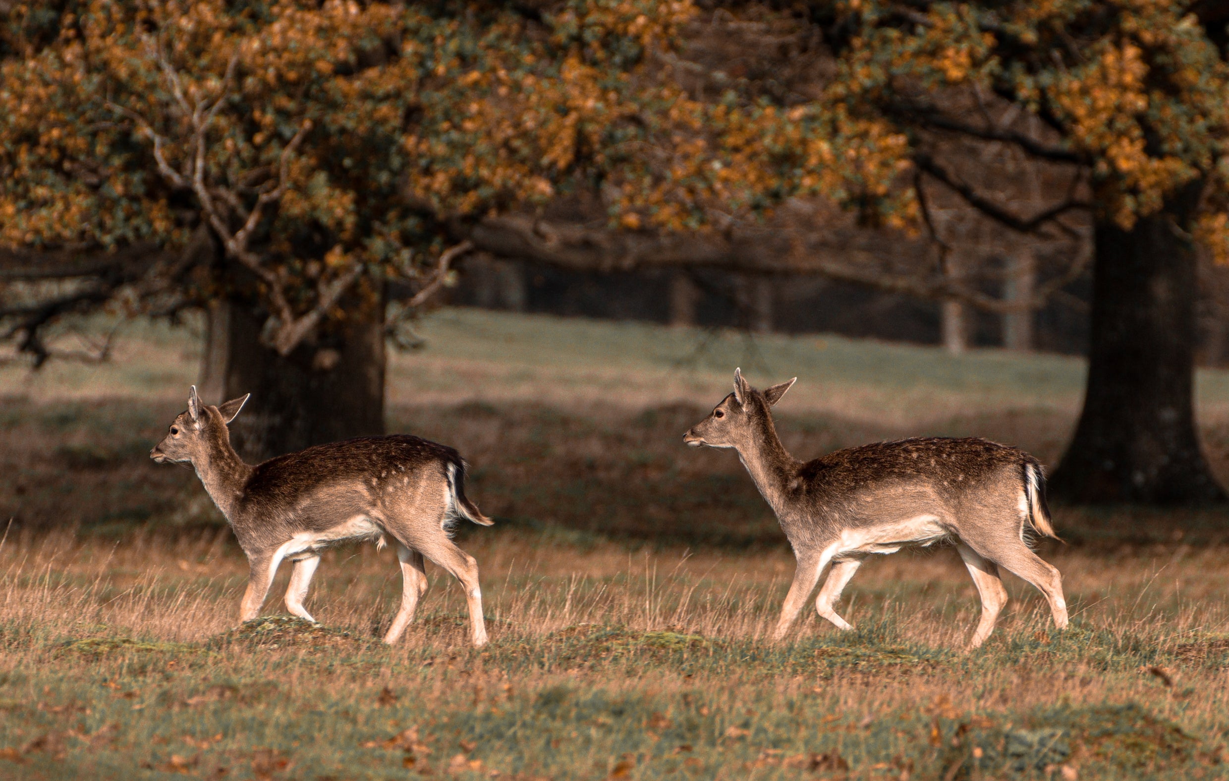 Wild Deer running through a field near some mature oak trees.