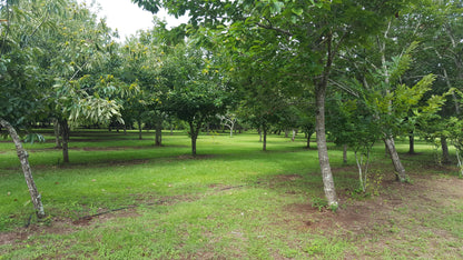 Hybrid Chestnut orchard full of original Dunstan Chestnuts.