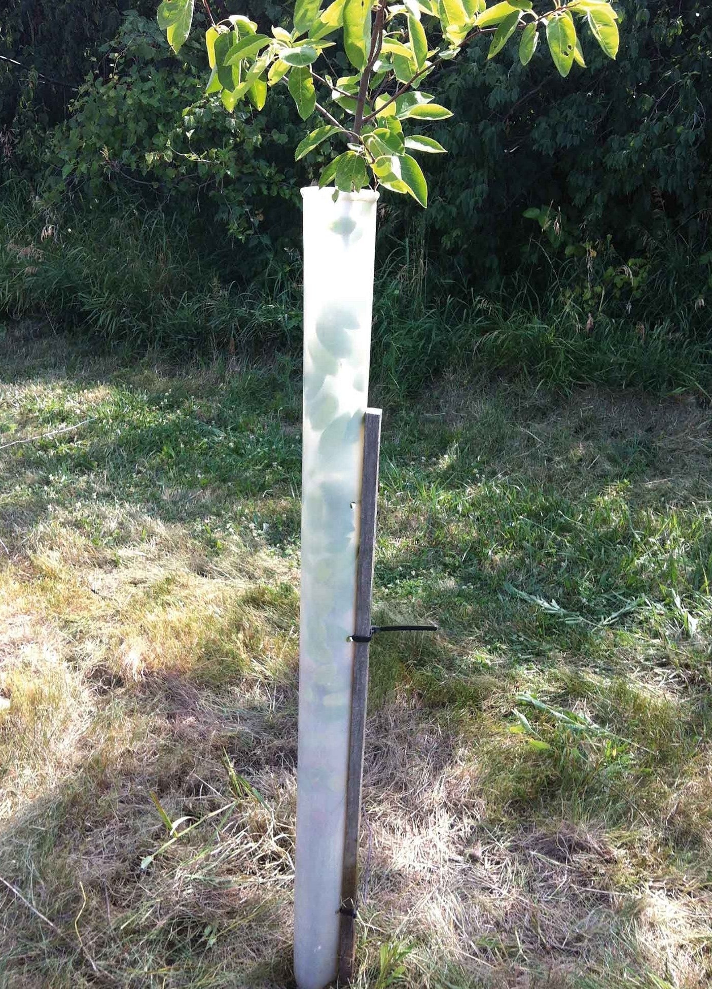 Miracle Tube Tree Grow Tube with a Treated Pine stake