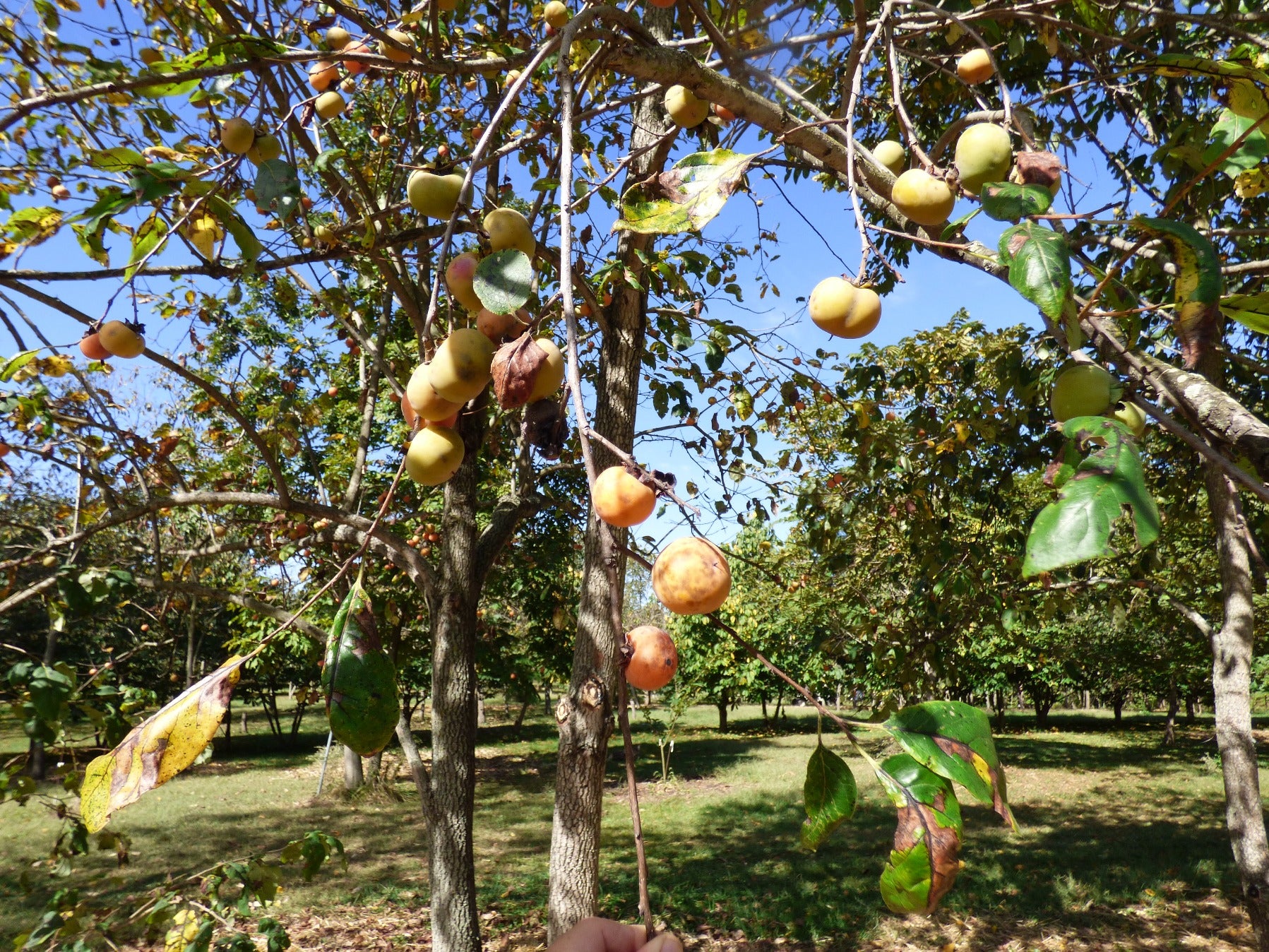 Deer Candy Persimmon Tree is a vigorous grower, The ripen fruit is still on the tree in November.