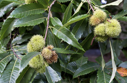 Hybrid Chestnut seed still on the tree getting ready to ripen.