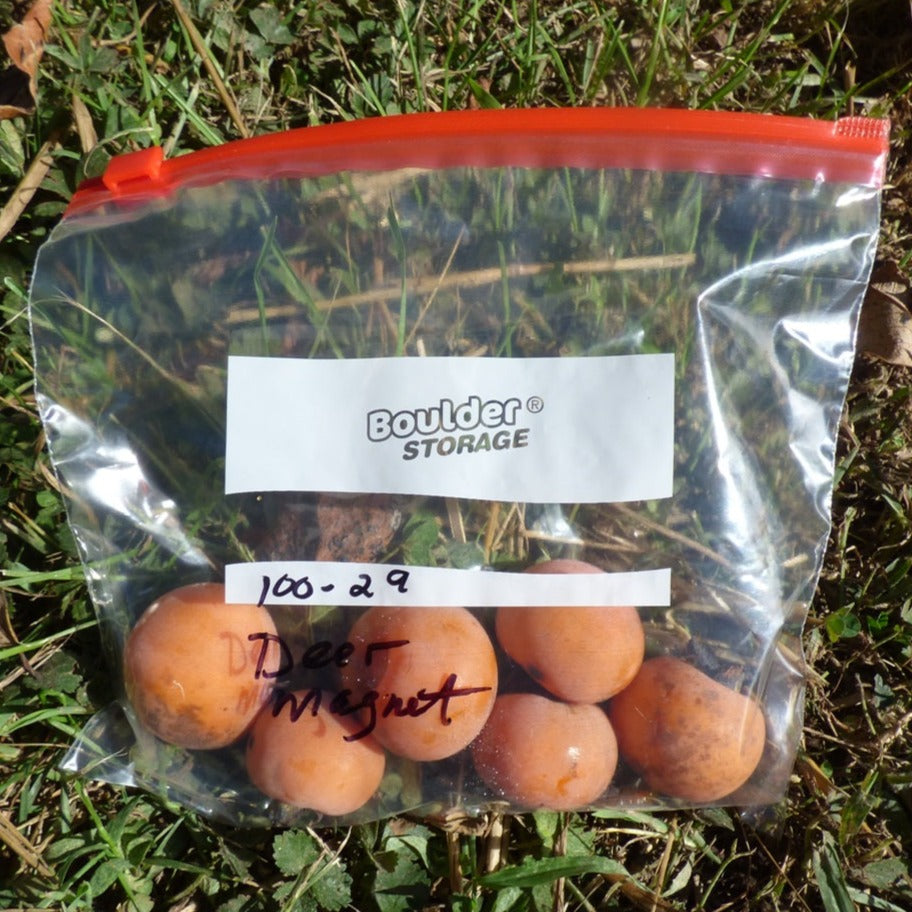 Deer Magnet Persimmon fruit shown with about a 2” diameter.