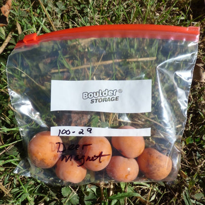 Deer Magnet Persimmon fruit shown with about a 2” diameter.