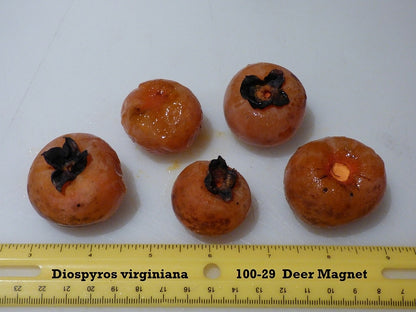 Deer Candy Persimmon ripe and ready to eat